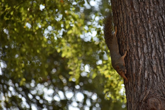 使中國成為 使中國成為