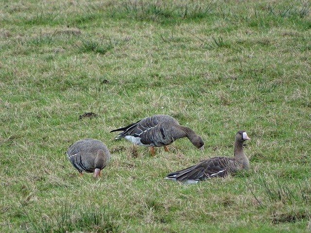 多次制造威 多次制造威